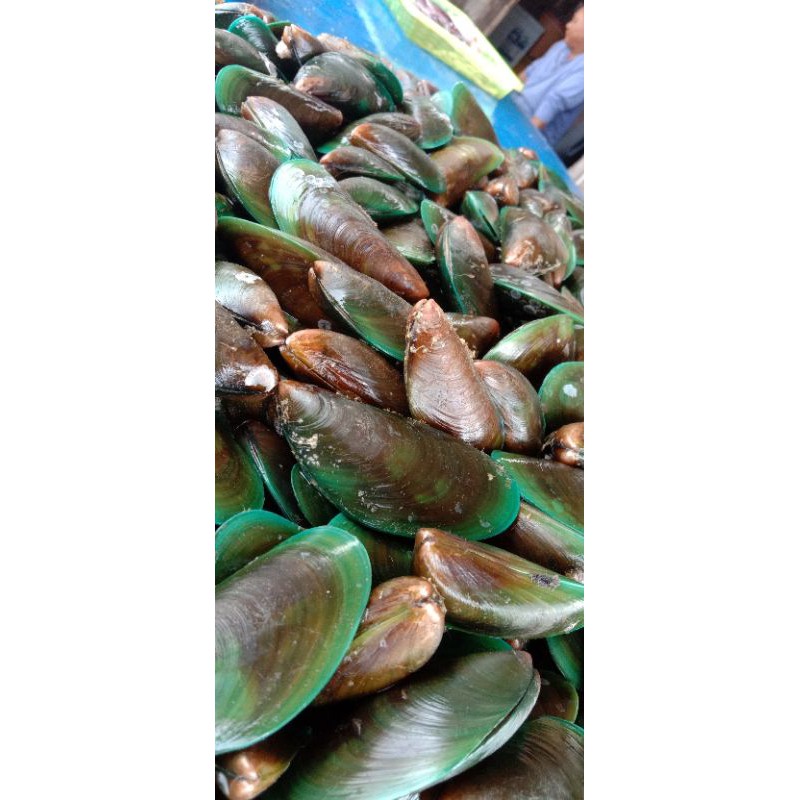 

kerang Hijau/Kerang Ijo fresh 1 kg