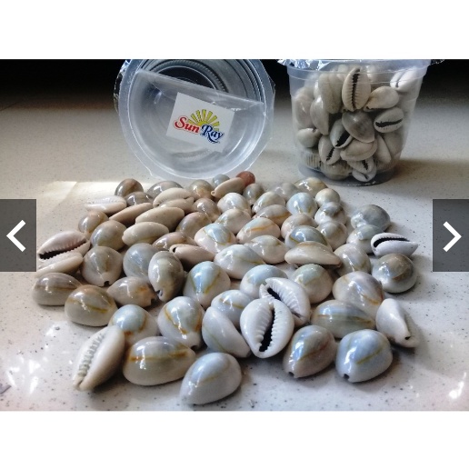 Kerang Cup Asli Congklak Mainan Bekel Etc Toys