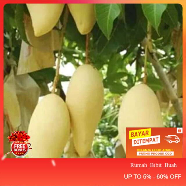 Bibit buah mangga chokanan