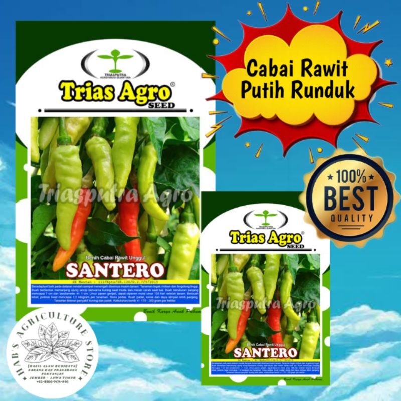 BENIH CABAI RAWIT SANTERO CABAI KUNING CABAI LOKAL BERKUALITAS UNGGUL