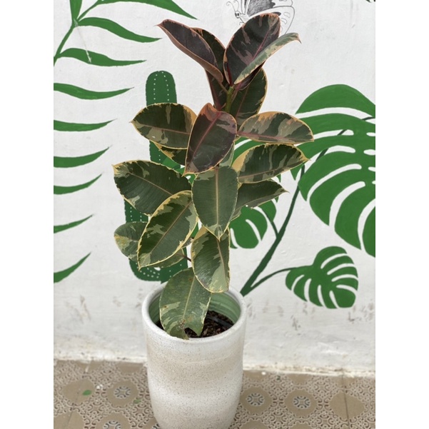 Ficus Tineke