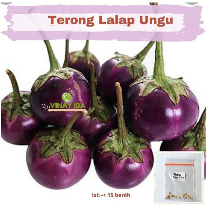 BENIH BIBIT TERONG LALAP UNGU