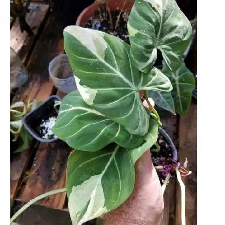 ♘ bonggol philodendron gloriosum variegata ▼