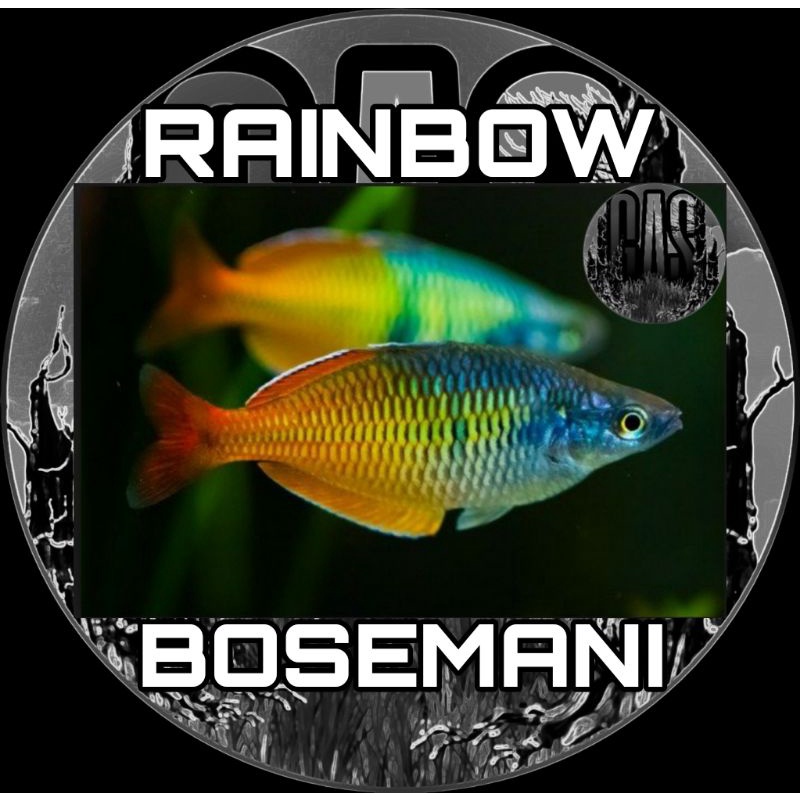 Rainbow Bosemani Besar