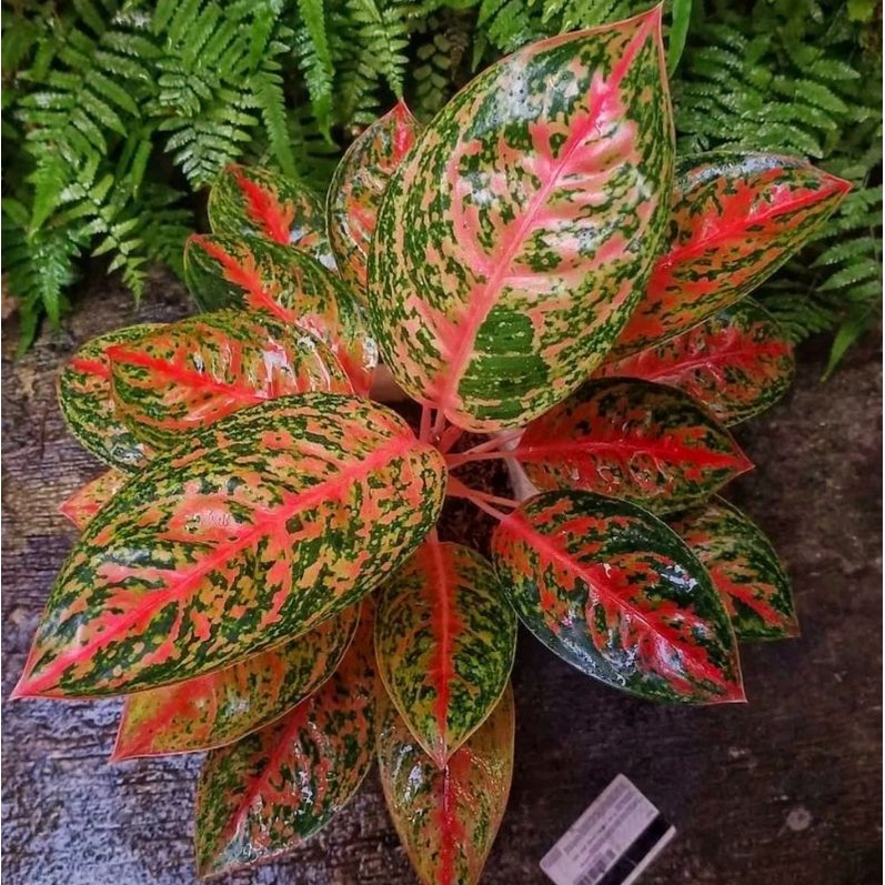Promo [COD] - Aglonema splash merah mutasi || BUKAN BONGGOL - tanaman hias hidup - bunga hidup - bunga aglonema - aglaonema merah - aglonema merah - aglonema murah - aglaonema murah - Florist Nursery