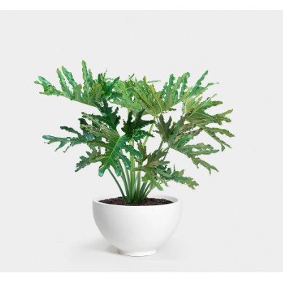 Philodendron Philodendron Philo Shelloum Shelum Philo Jari Tanaman hidup