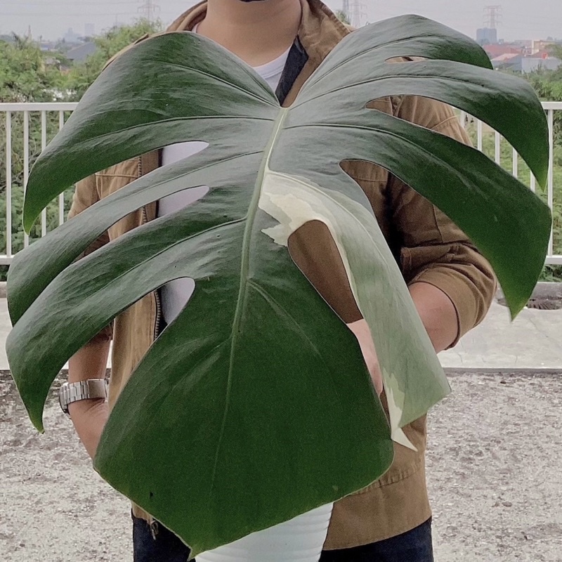 Monstera variegata monvar king tanaman (sesuai foto/video) Kode MV1