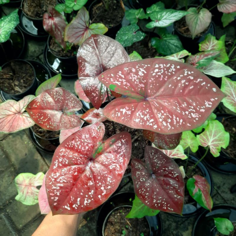 Caladium Dark chocolatos / Tanaman hias keladi darkchoco size anakan