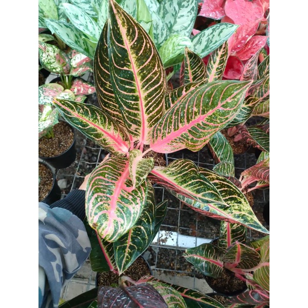 aglonema red Sumatra/pos/red of Sumatra dewasa