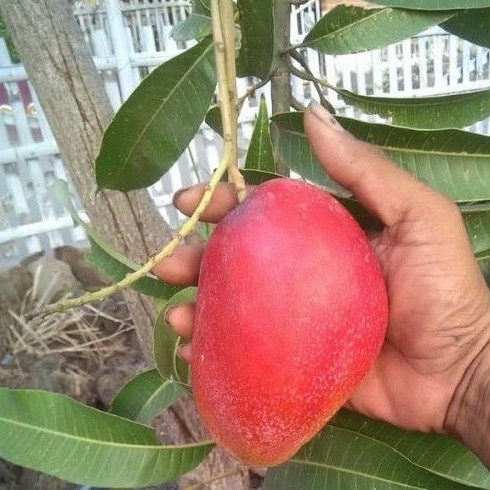 Bibit Buah Mangga Garifta Merah/Pohon Mangga Garifta Merah