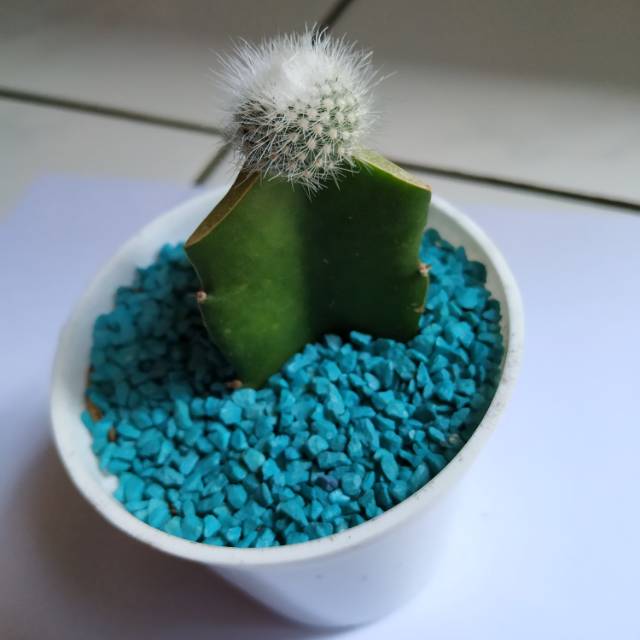 Kaktus hias / mini kaktus