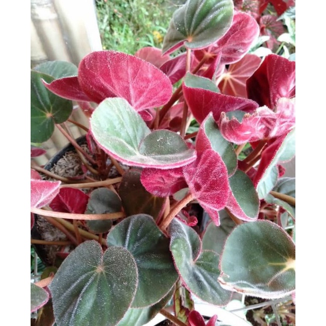 Begonia karpet/bludru merah