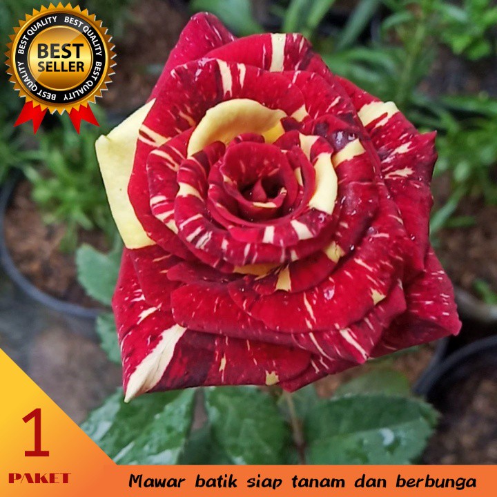 

ichi - Mawar Batik (1pohon) siap mekar ( gratis polybag + pupuk ) segar dan harum