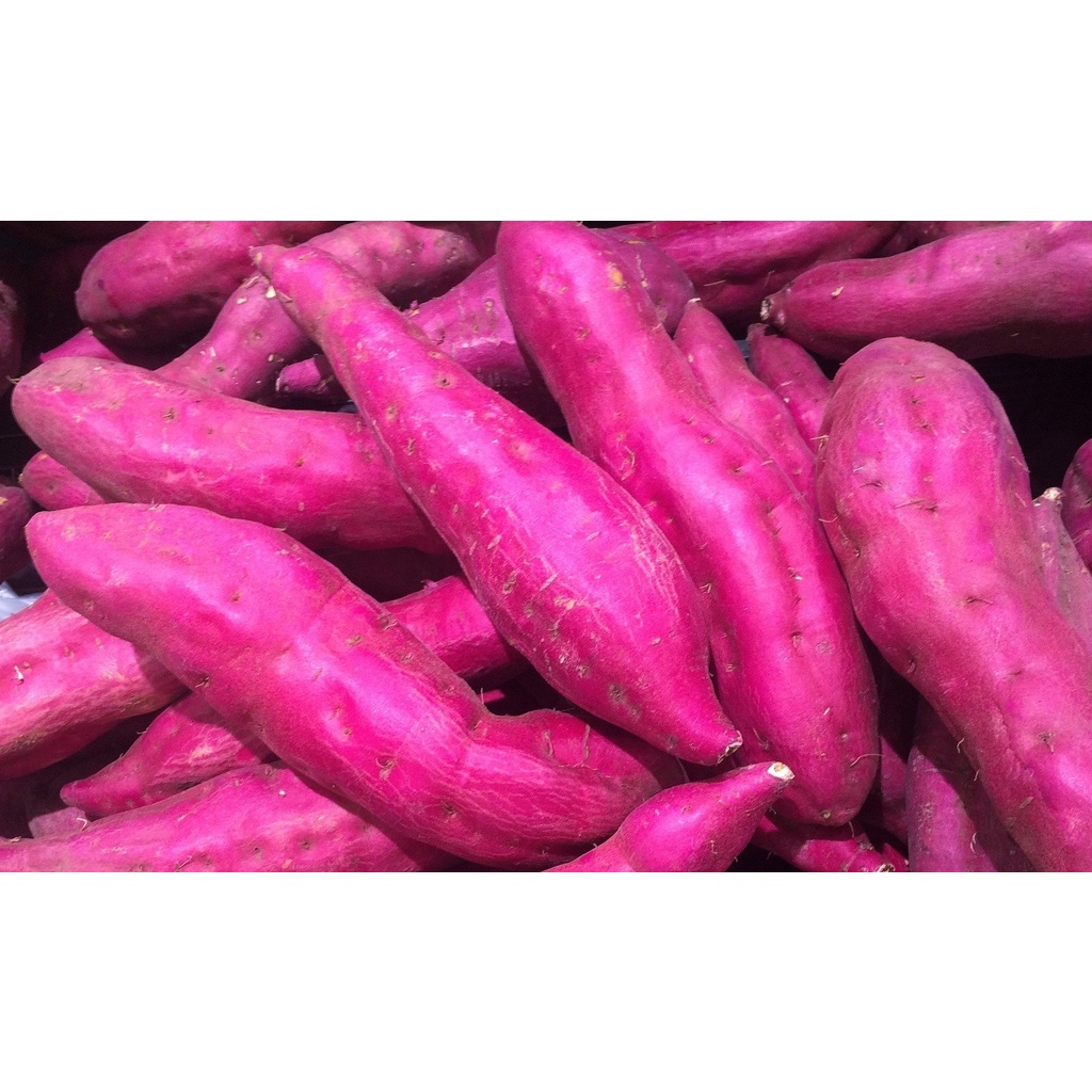 

UBI UNGGU BERKULATIS 1 KG