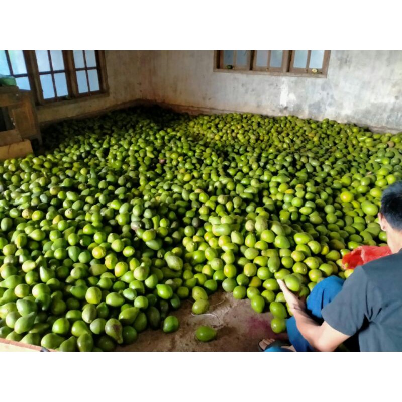 

Alpukat Mentega Perkg
