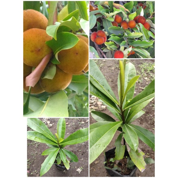 Bibit pohon Bisbul buah langka