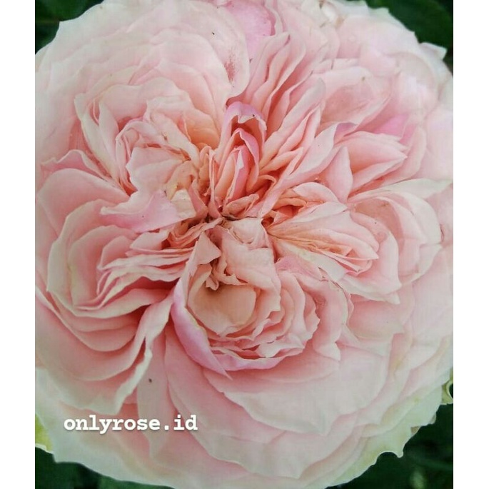 Mawar Charming Piano