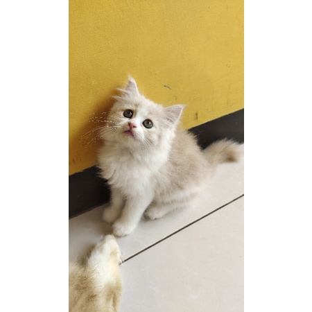 kucing Persia flatnose