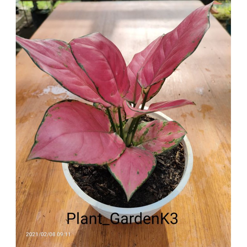 Aglonema Pink Katrina
