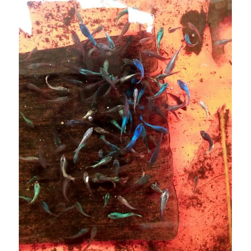 ikan cupang green samurai