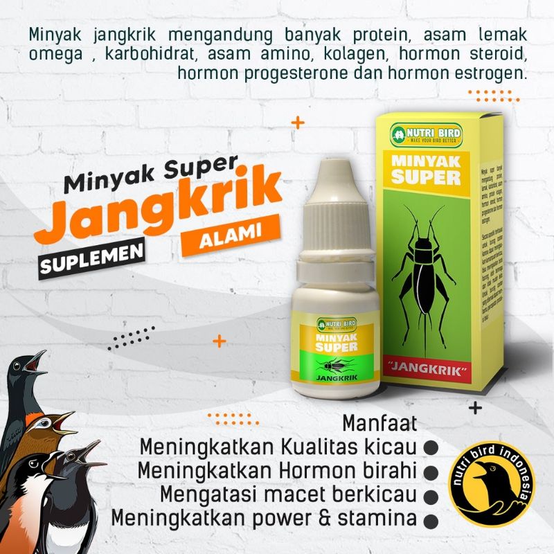 Penggacor Minyak Super jangkrik - Herbal burung