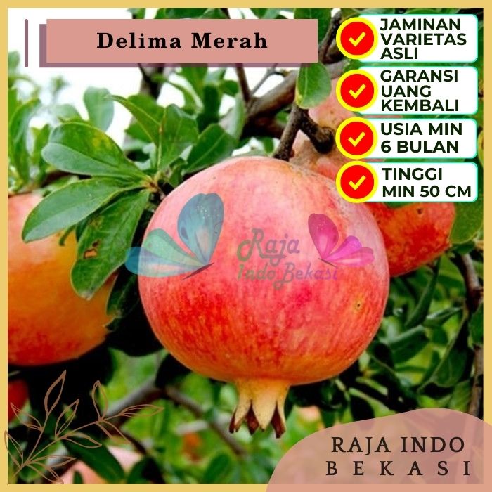 Bibit Tanaman Buah DELIMA MERAH Premium