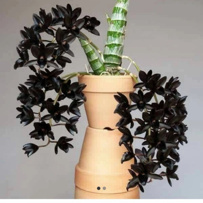 Anggrek Catasetum After Dark / Black Pearl