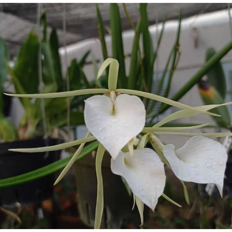 Brassavola nodosa Anggrek Putih Mini Wangi