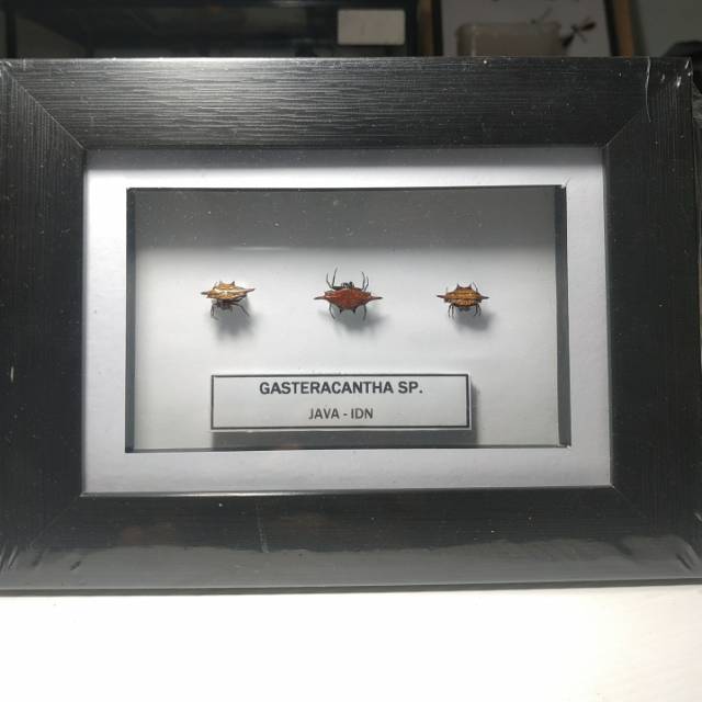 PAJANGAN FRAME AWETAN SERANGGA ASLI/TAXIDERMY LABA LABA BINTANG