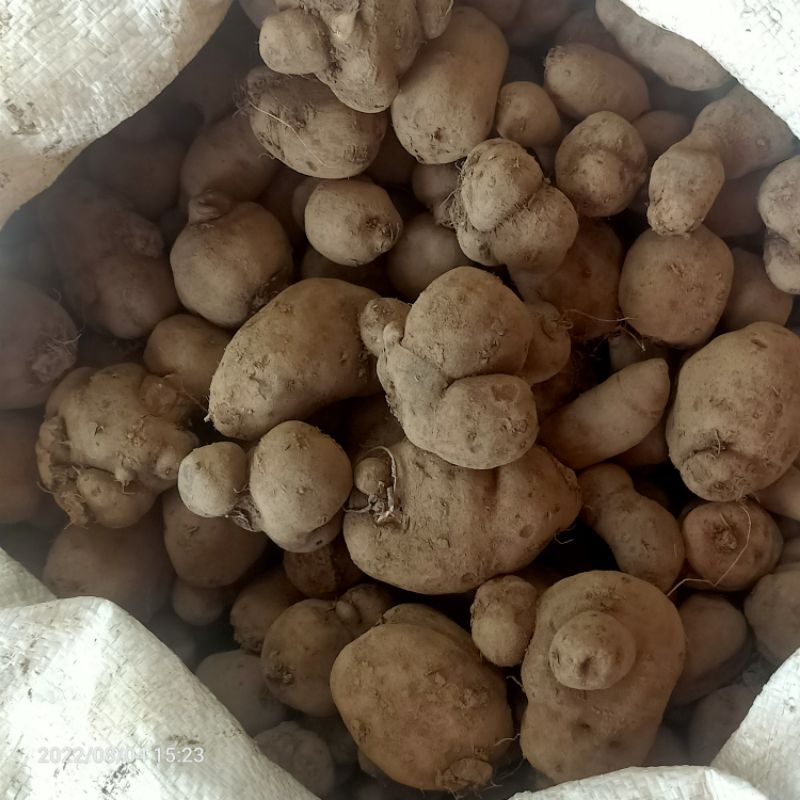 

READY kentang kleci jumbo
