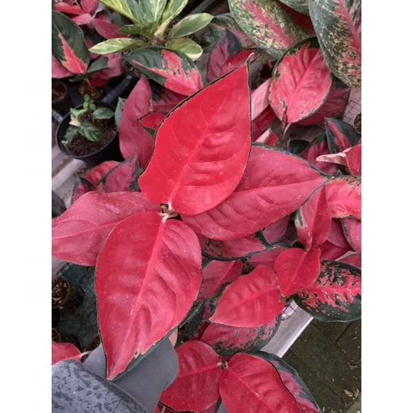Aglonema Red Suksom Jaipong