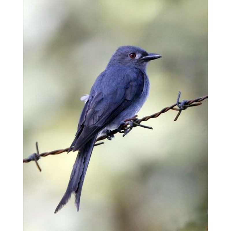 Burung Srigunting Abu Sumatra Alis Putih