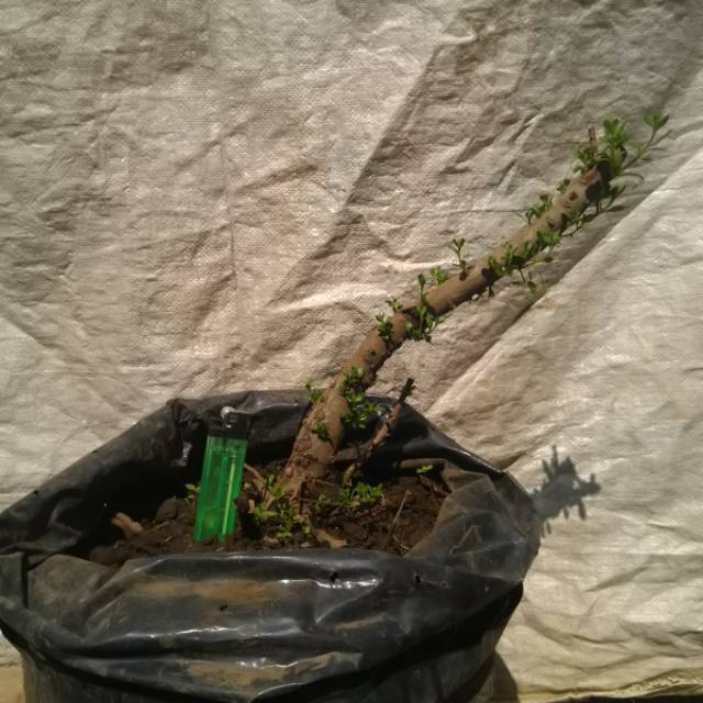 Santigi karang/mawar, bahan bonsai hasil dongkelan