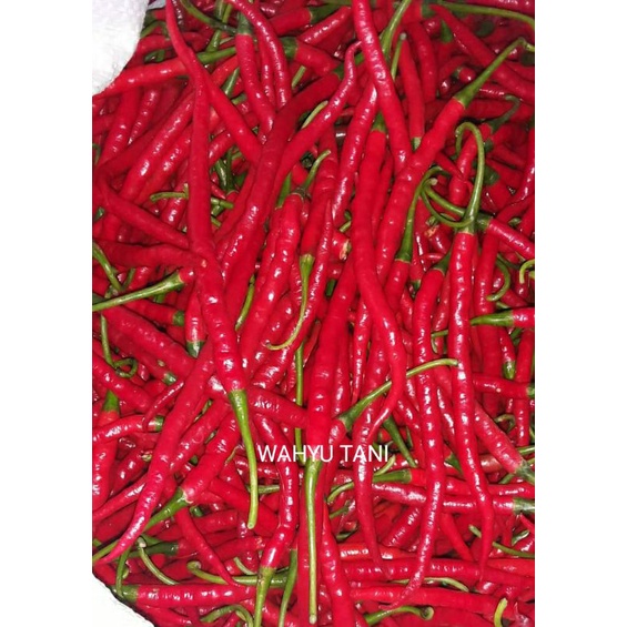 

CABE KERITING MERAH 500 GRAM DARI PETANI LANGSUNG