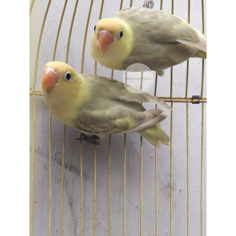 Burung Lovebird Adeevpoint parblue | Pb Pied | Paud  Sepasang