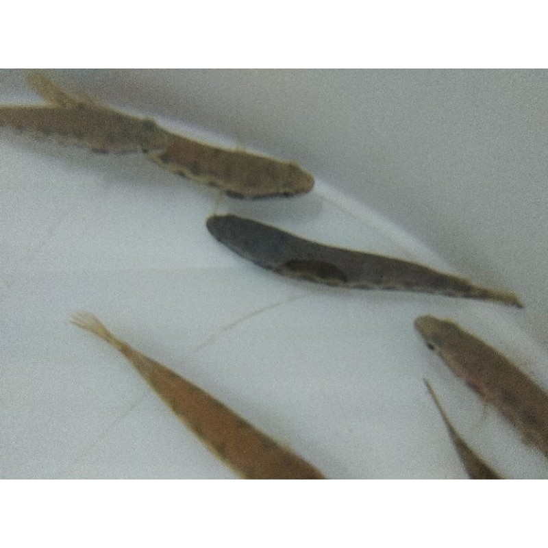 (hanya untuk di pulau SumSel) channa bankanensis, ukuran 11-12 cm