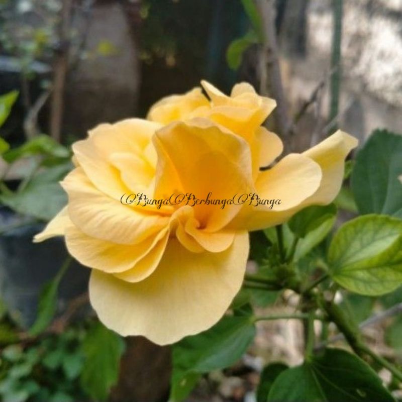 Bunga sepatu kuning tumpuk tanaman hias hidup