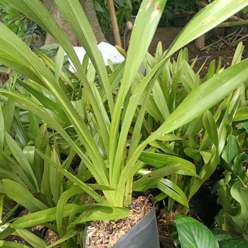 Anggrek cymbidium chloranthum