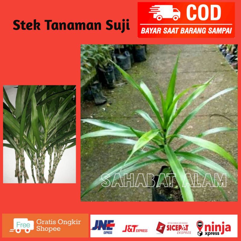 Jual Bibit Daun Suji Stek Tanaman Suji Bibit Stek Batang Pandan Betawi Daun Suji Shopee Indonesia