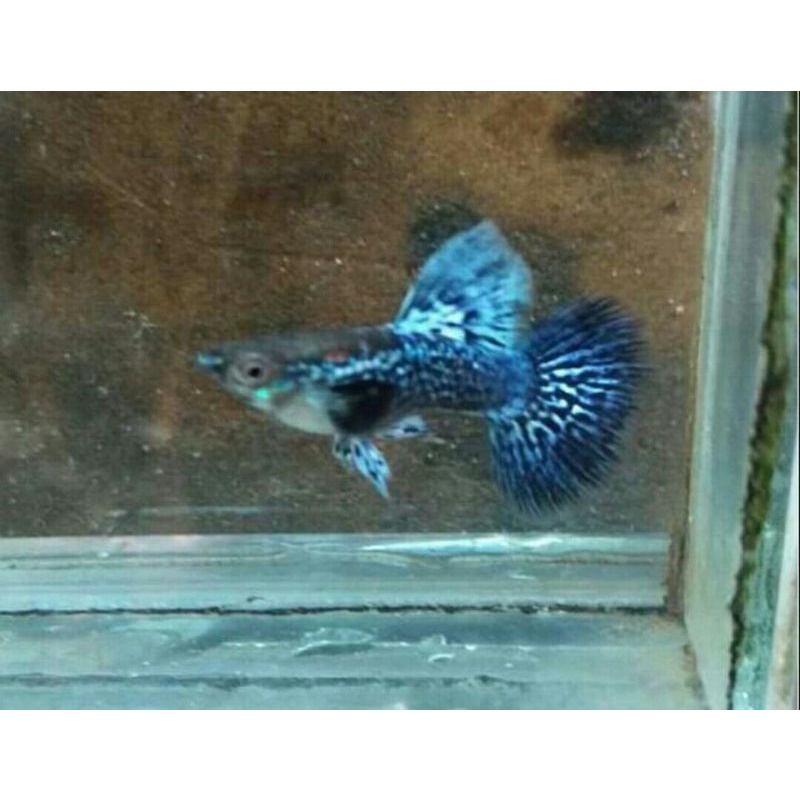 ikan hias guppy blue dragon pasangan