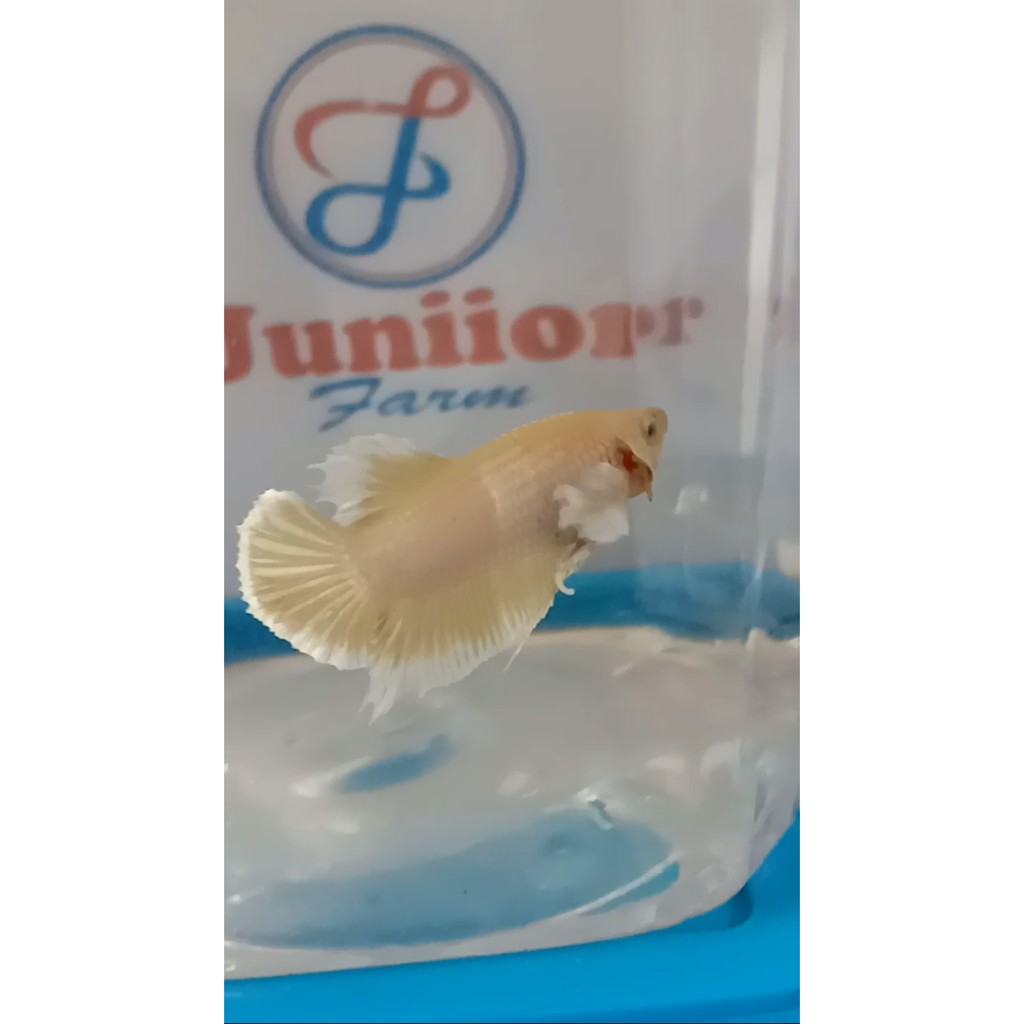 Betta Ikan Cupang Dumbo Ear Soft Gold