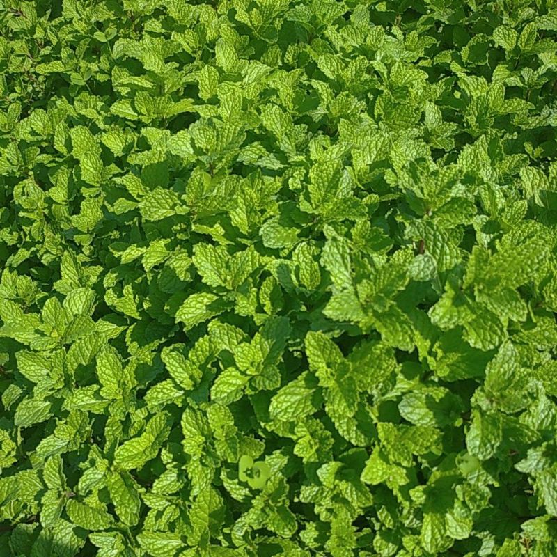 

Daun Mint petik segar