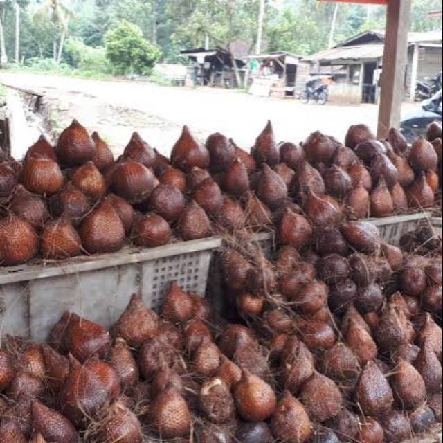

Buah Salak Sidempuan/Sibakkua/Sibangkua/Medan Grade A (diambil dari KEBUN SENDIRI)
