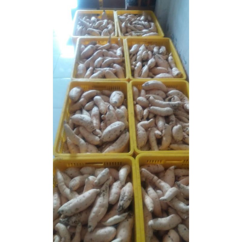 

ubi taiwan ubi jepang ubi ungu ubi cilembu