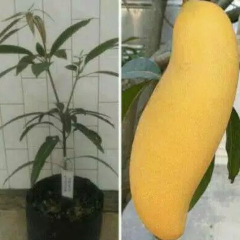 bibit mangga banana