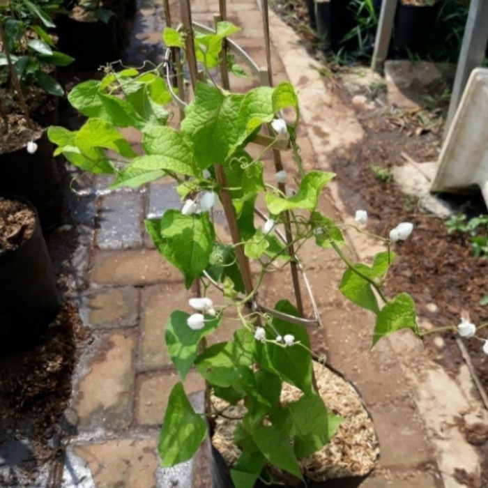 Pohon Air Mata Pengantin Bunga Putih Bibit Tanaman Air Mata Pengantin