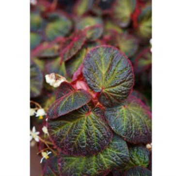 Begonia Karpet Koin/Begonia Imperalis/Tanaman hias Begonia