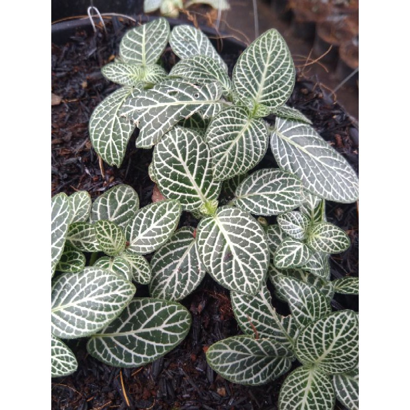 TANAMAN HIAS DAUN FITONIA HIJAU MINI