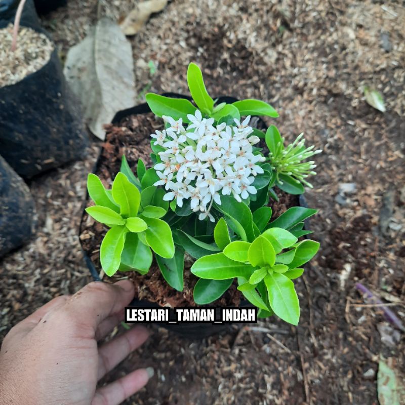 {BISA COD} tanaman asoka bunga putih tanaman bunga asoka putih pohon asoka jambon bunga putih