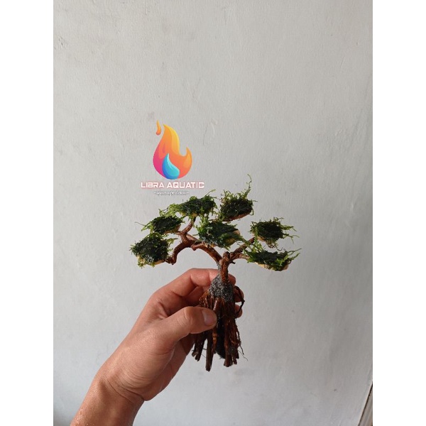 bonsai aquascape / bonsai senggani / moss